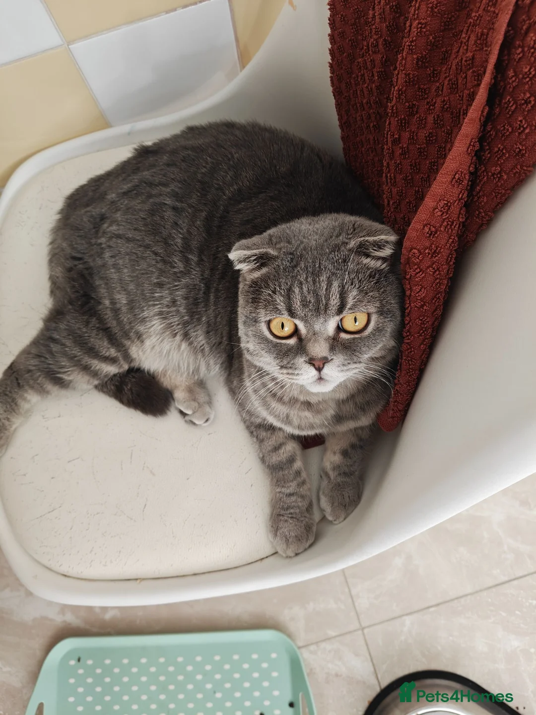 Mixed Breed cats for sale: Scottish fold Zeus - Advert 2