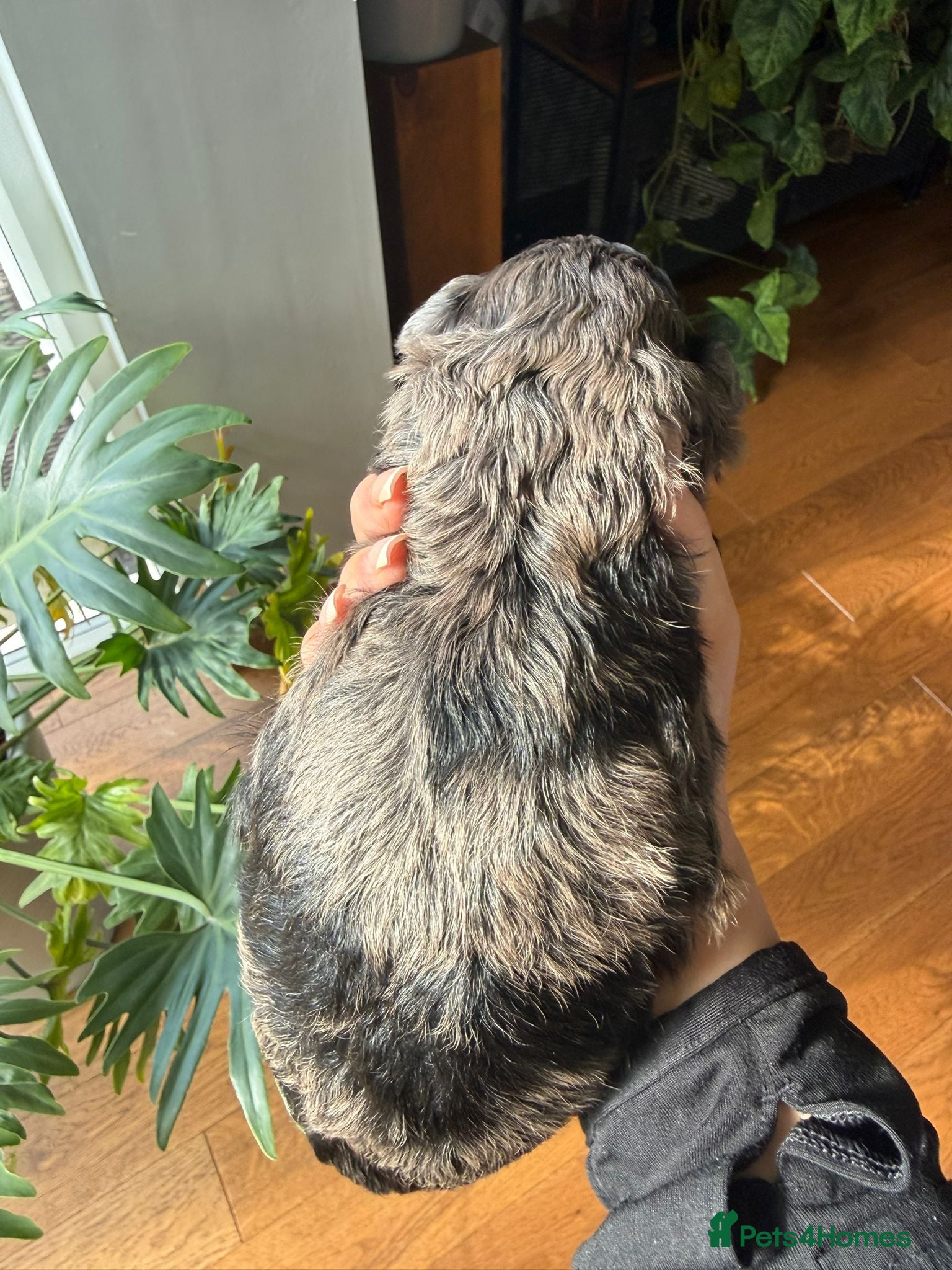 Lhasapoo dogs Stunning Lhasapoo Puppies Available.  - Advert 2