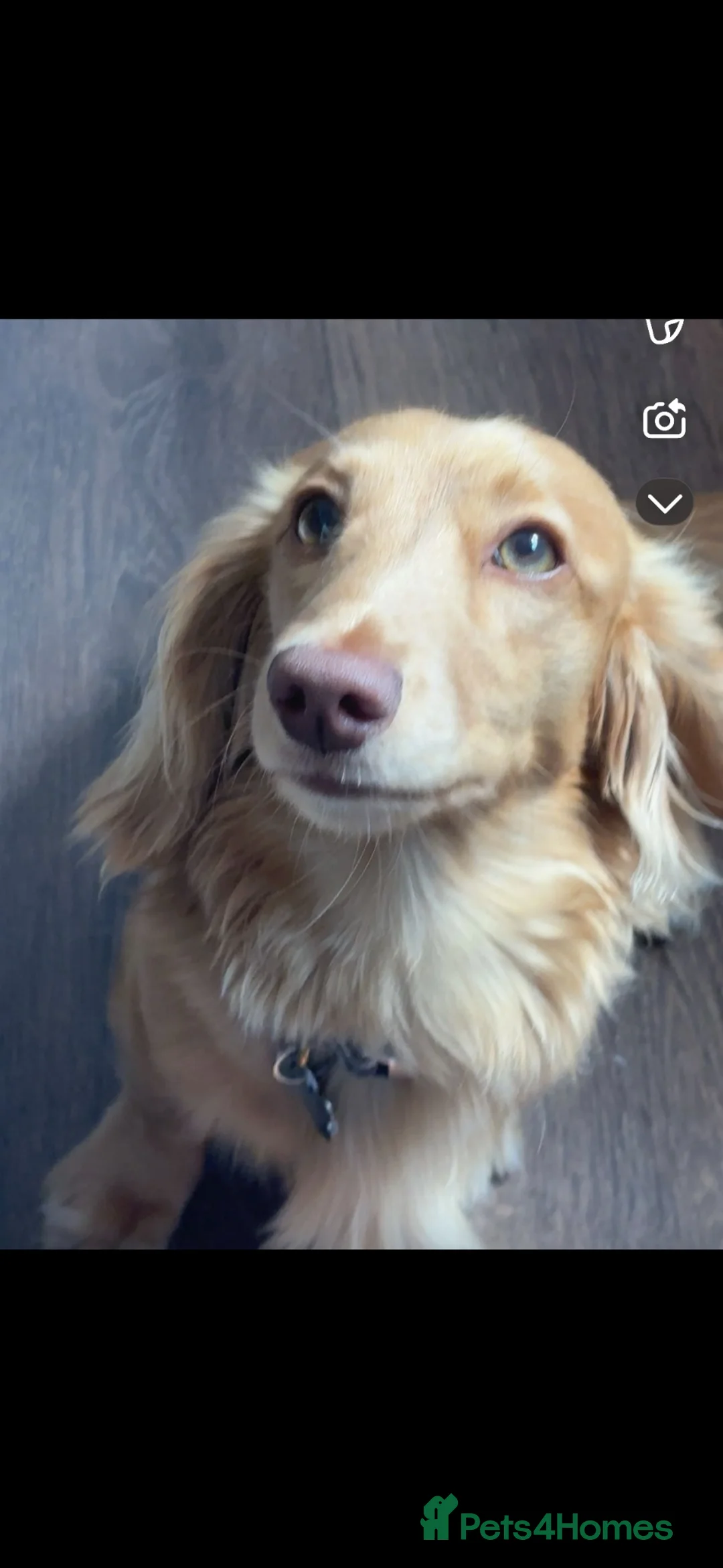 Miniature Dachshund dogs for stud: Stunning Dark Cream Longhaired Dachshund  - Advert 2