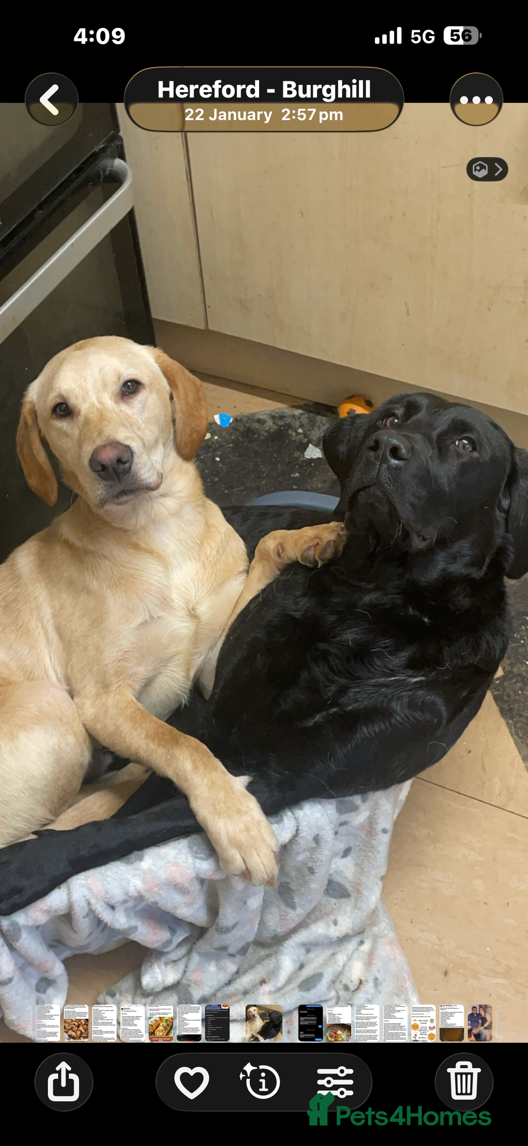 Labrador Retriever dogs for sale: Mum and son need to be rehomed hopefully together - Advert 7