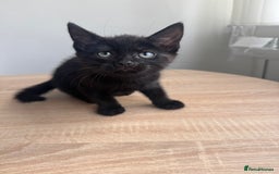 Mixed Breed cats for sale: 2 9 week old male cats  - Image 3
