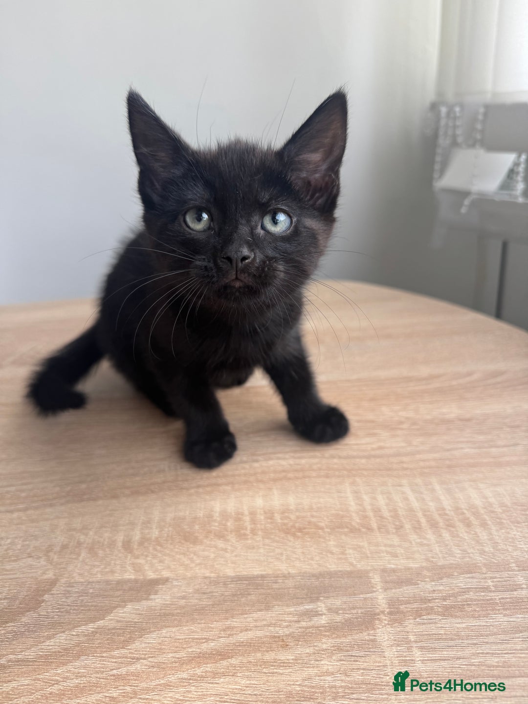 Mixed Breed cats for sale: 2 9 week old male cats  - Image 3