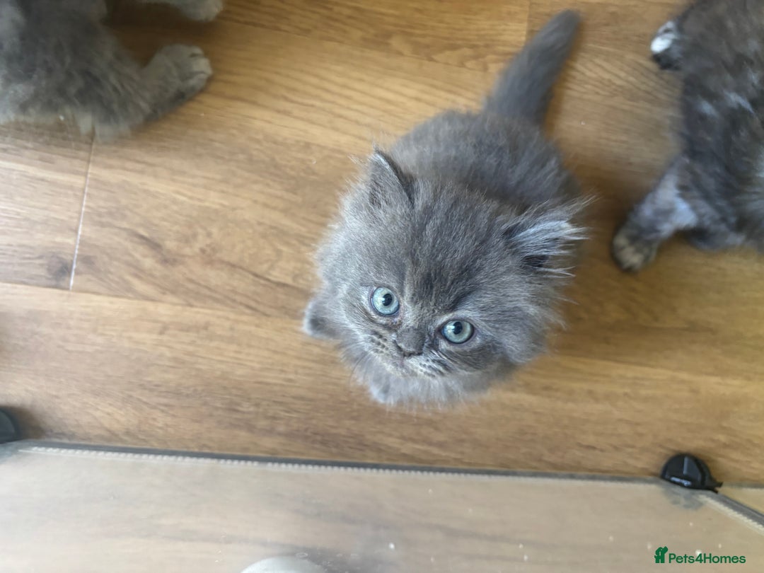 Persian cats for sale: Persian Ragdoll Kittens  - Image 26
