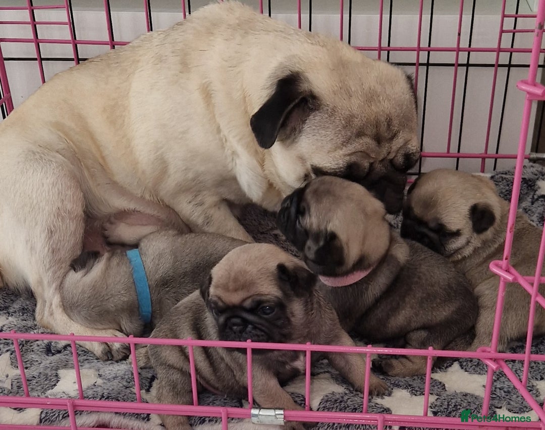 Pug dogs for sale: Perfect pug pups - Image 4