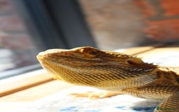 Bearded Dragon reptiles for sale: X2 Bearded Dragons (SOLD) - Image 5