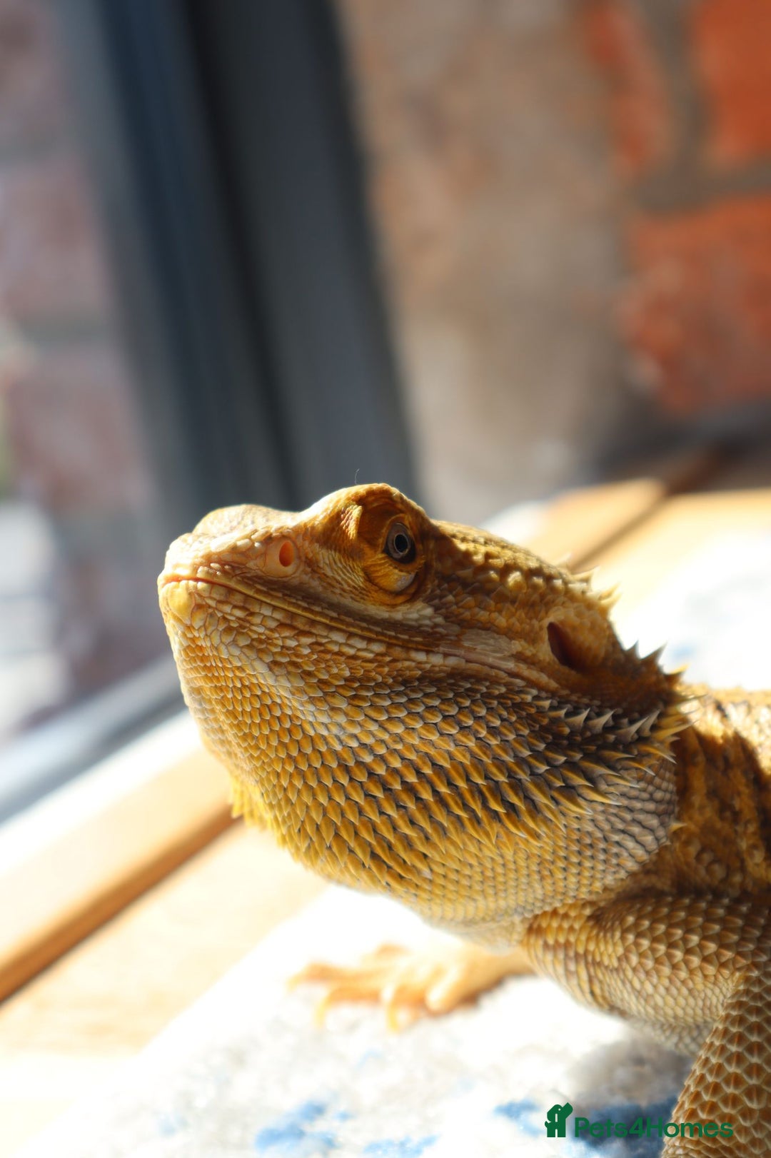 Bearded Dragon reptiles for sale: X2 Bearded Dragons (SOLD) - Image 5