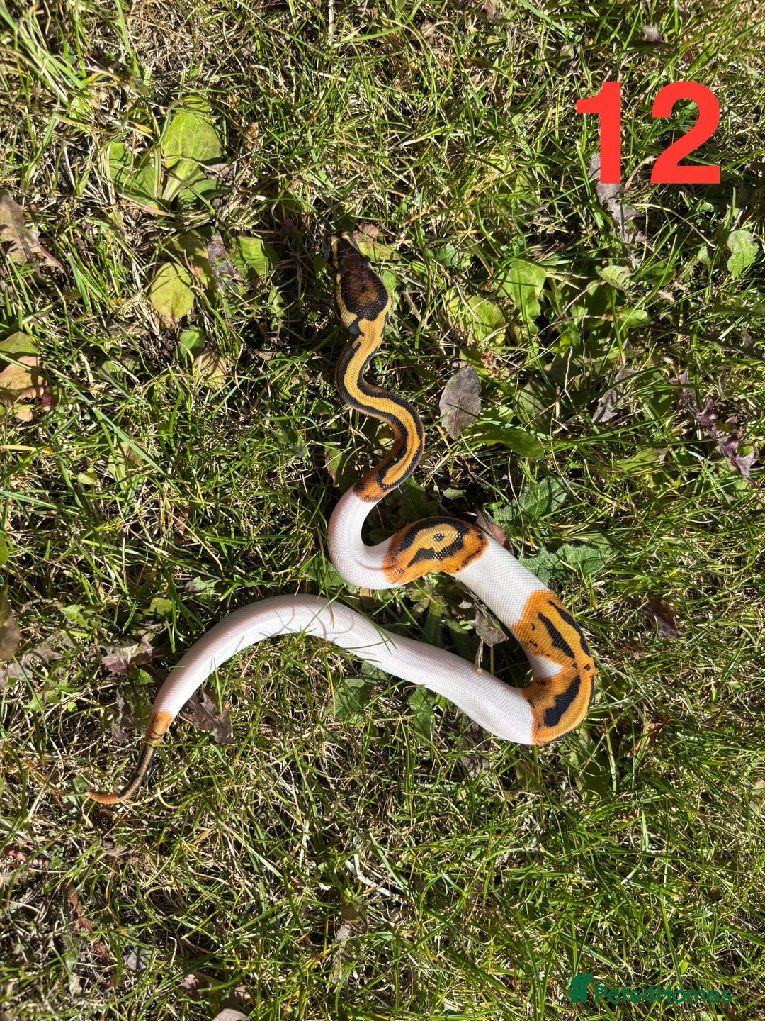 Python Snake reptiles for sale: Ball Python / Royal Python Hatchlings and Adults - Image 13