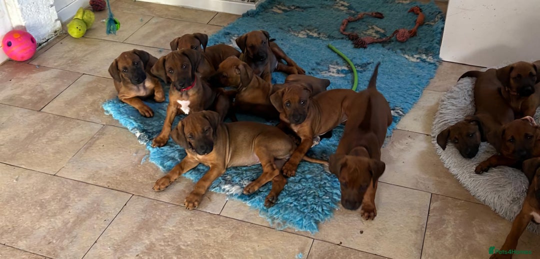 Rhodesian Ridgeback dogs for sale: VIEWINGS WELCOME NOW KC Registered Ridgeback Pups  - Image 22