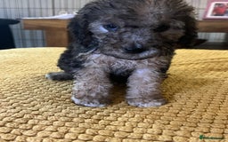 Cockapoo dogs for sale: Cockapoo puppies  - Image 22