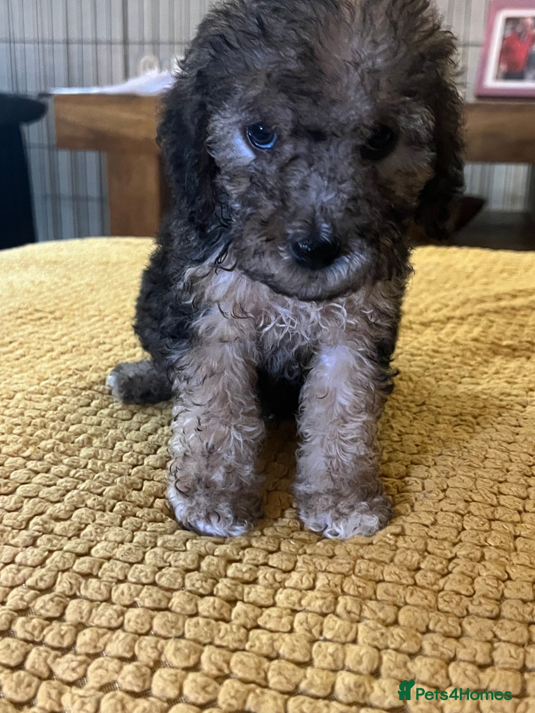 Cockapoo dogs for sale: Cockapoo puppies  - Image 22