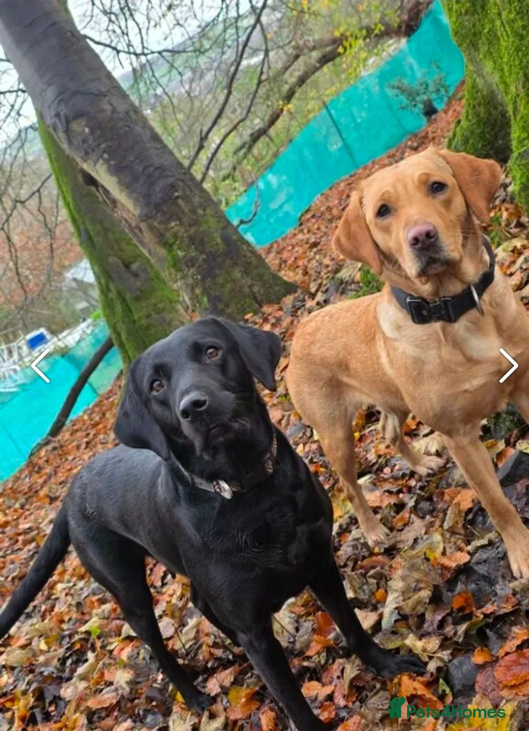 Labrador Retriever dogs Gorgeous pups from our Milromali working lines  - Advert 1