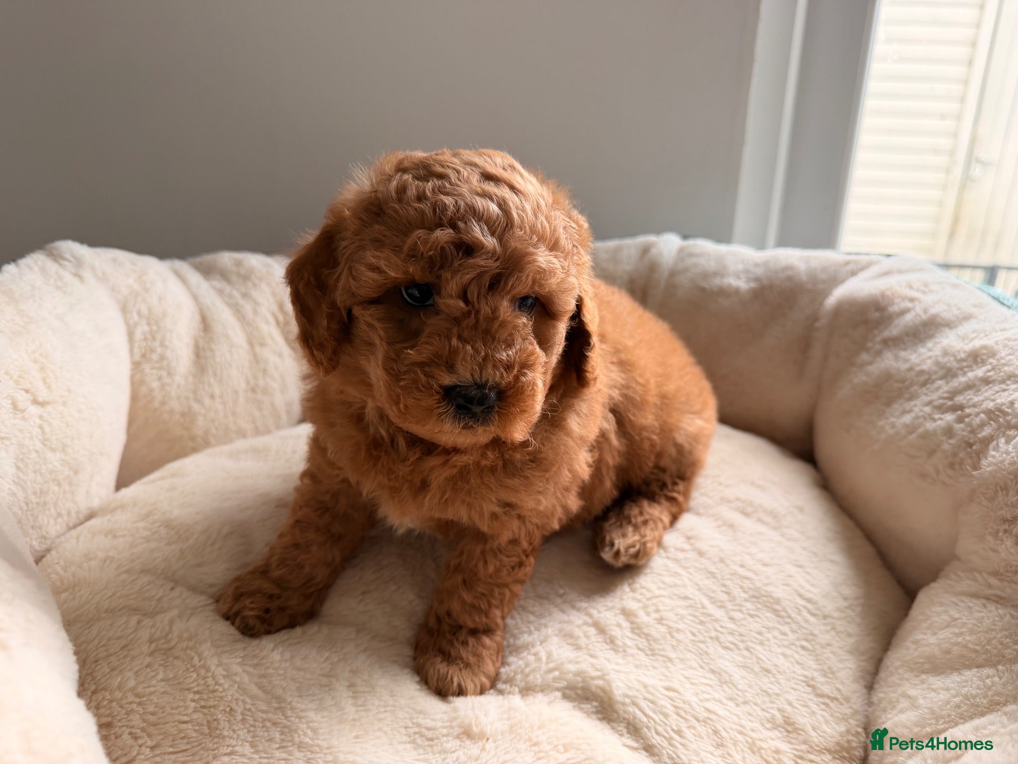 Poochon dogs ✨ Poochon Puppies  ✨ - Advert 2