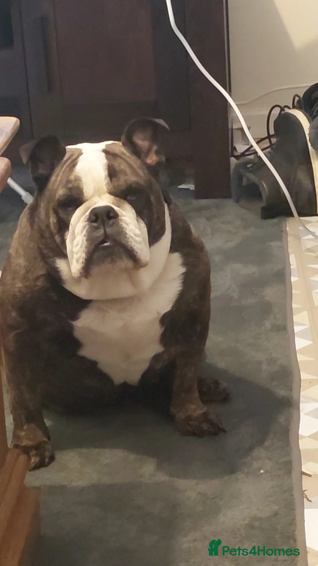 English Bulldog dogs for sale: Dollie - Advert 1