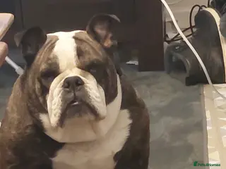 English Bulldog dogs Dollie - Advert 1