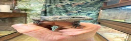 Lizard reptiles for sale: Chuckwalla in Bexhill-on-Sea - Advert 4