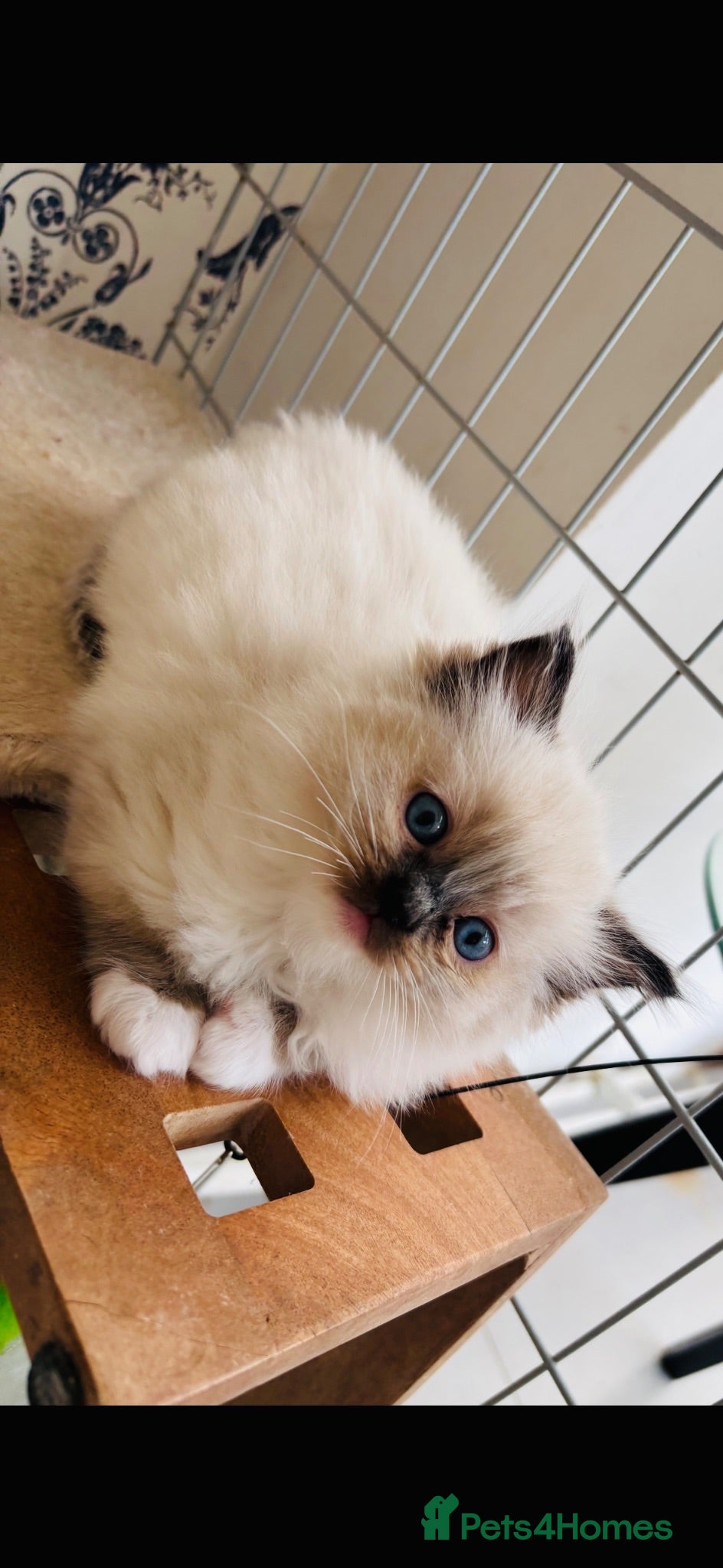 Ragdoll cats Beautiful Seal Point Ragdoll Kittens  - Advert 2