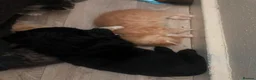 Mixed Breed cats for sale: Beautiful Bengal Kittens Looking for Forever Homes - Advert 18