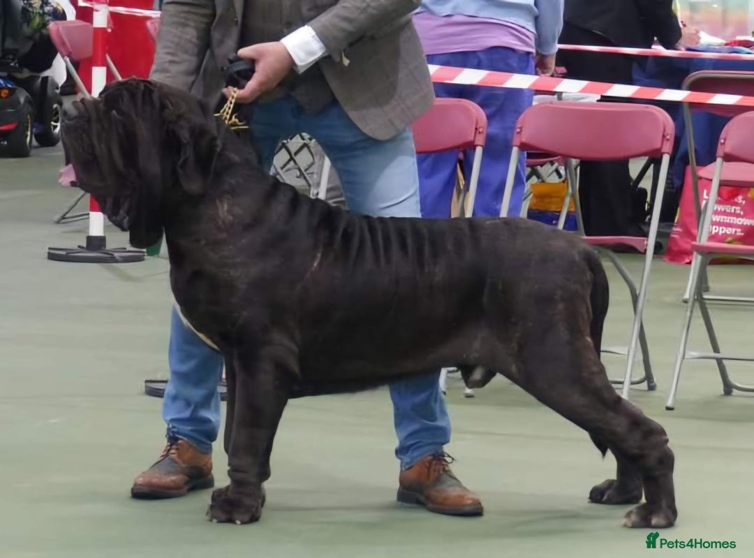Neapolitan Mastiff dogs for sale: Makaevo Puppies - Advert 8