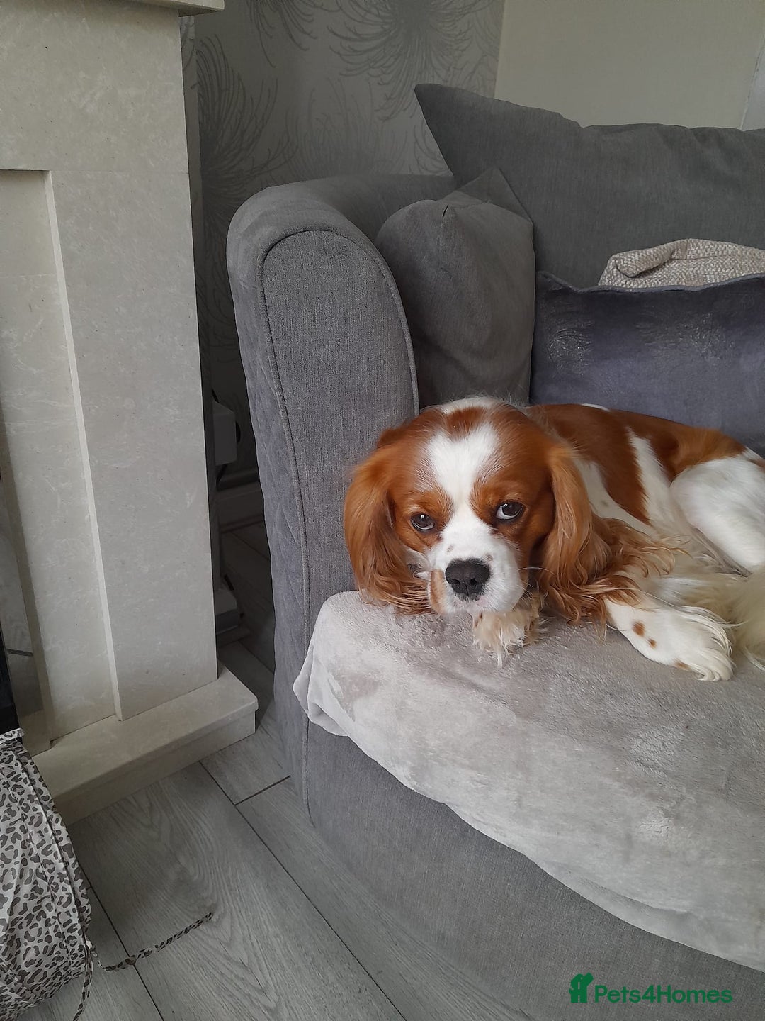 Cavalier King Charles Spaniel dogs for sale: Cavalier king charles spaniel - Image 2