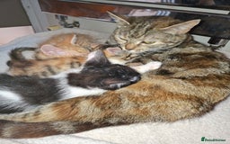 Mixed Breed cats for sale: 2 gorgeous kittens - Image 15