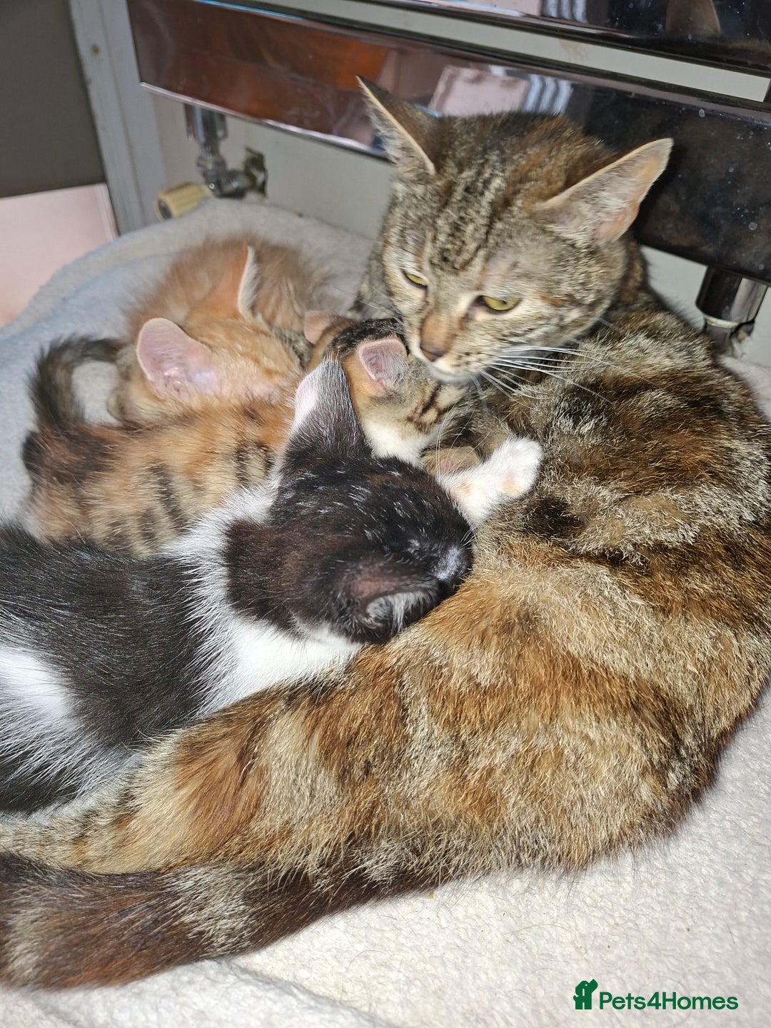 Mixed Breed cats for sale: 2 gorgeous kittens - Image 15