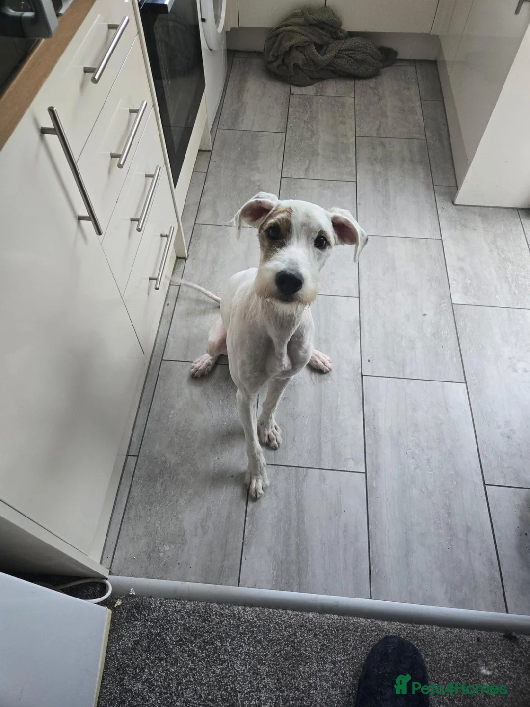 Mixed Breed dogs for sale: Rehoming  in Burnley - Advert 2