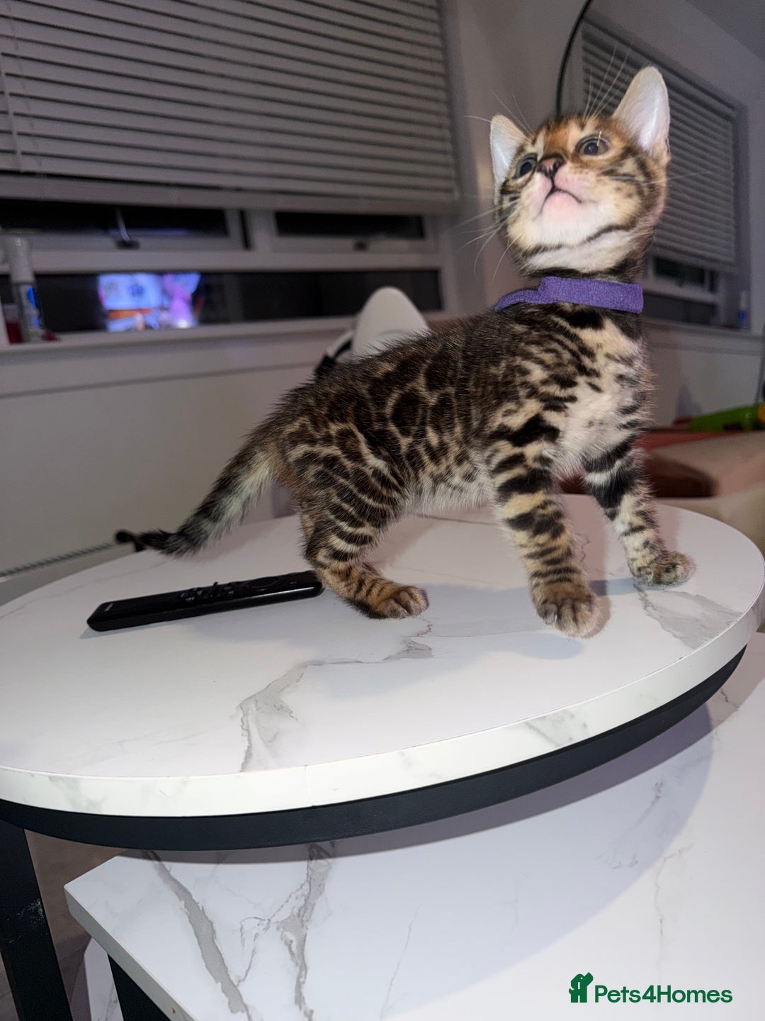 Bengal cats for sale: Bengal Male Kittens Available 🐾  - Advert 3