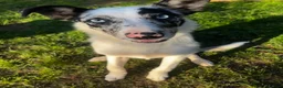 Border Collie dogs for sale: Border Collie Merle 7months  in Worcester - Advert 4