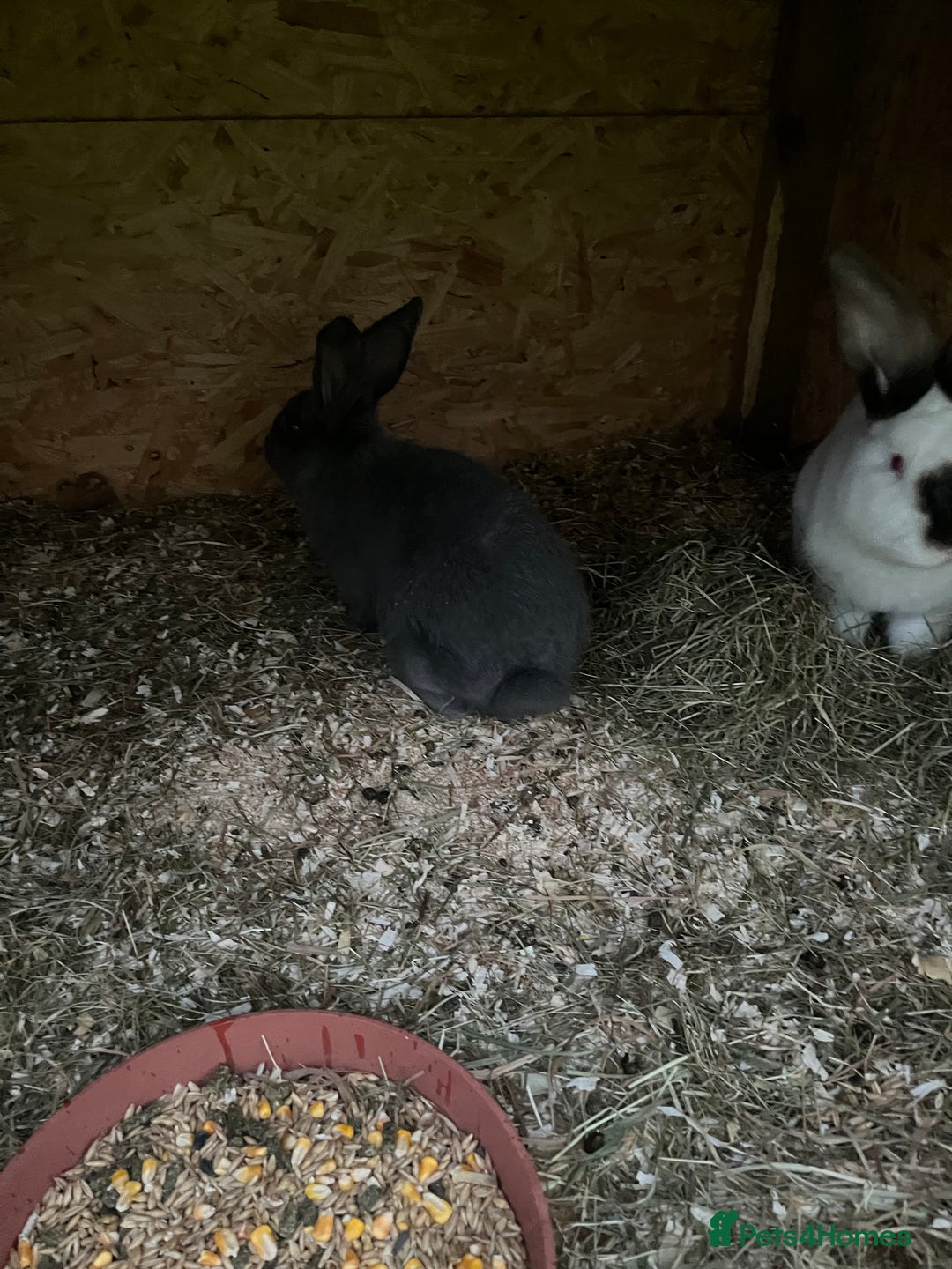 Mixed Breed rabbits for sale: They are very friendly and good with children  - Advert 11