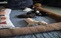 Sprocker dogs for sale: Sprockers - Image 1