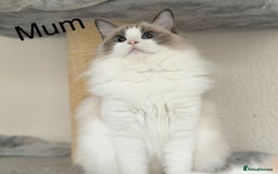 Ragdoll cats for sale: Gentle, Cuddly, Affectionate, Playful Kittens - Image 11