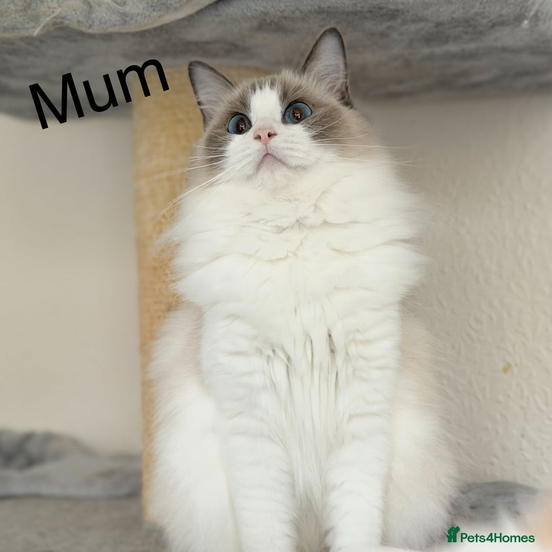 Ragdoll cats for sale: Gentle, Cuddly, Affectionate, Playful Kittens - Image 11
