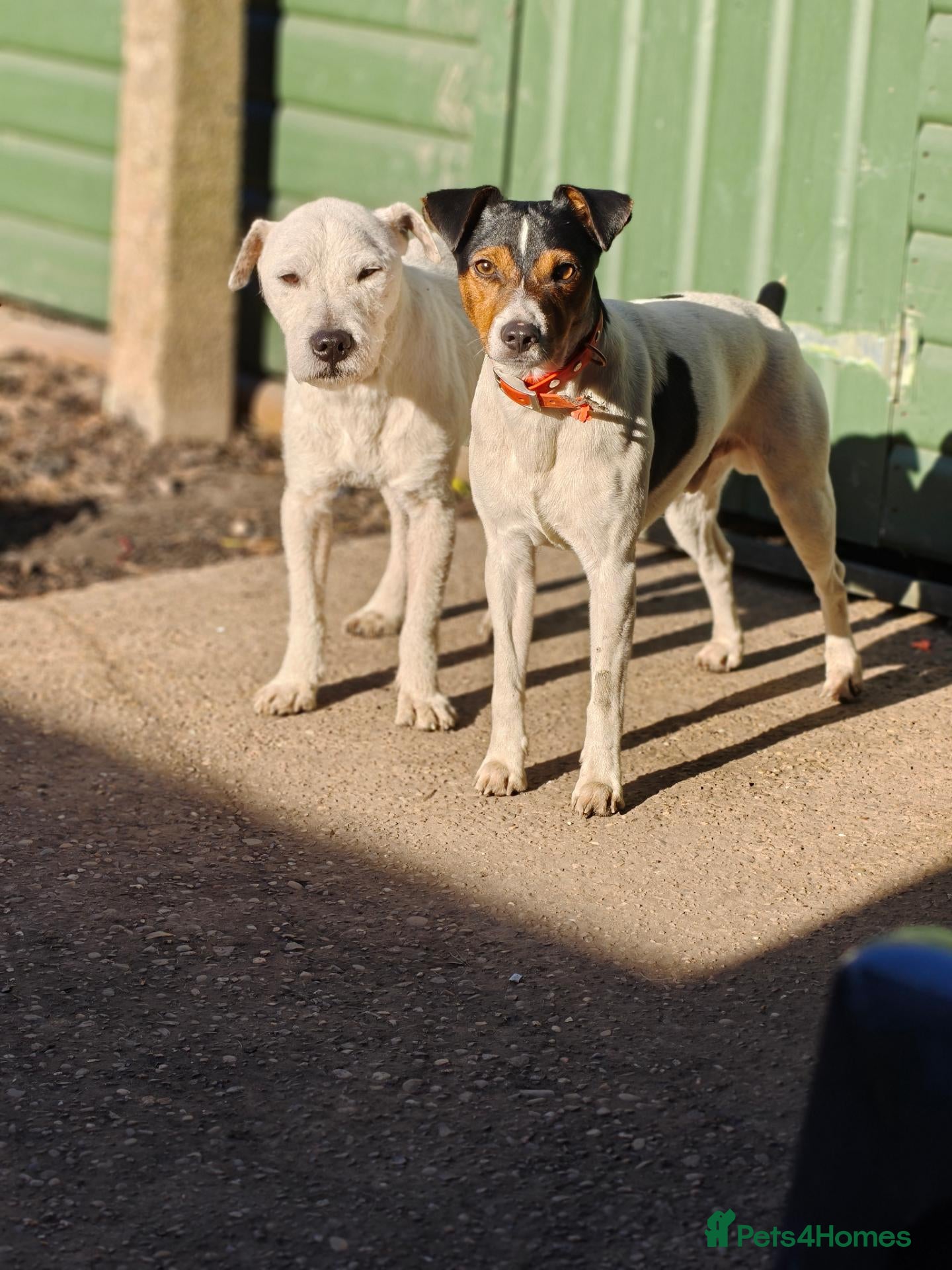 Jack Russell dogs for stud: 2x jack russell for stud - Advert 2