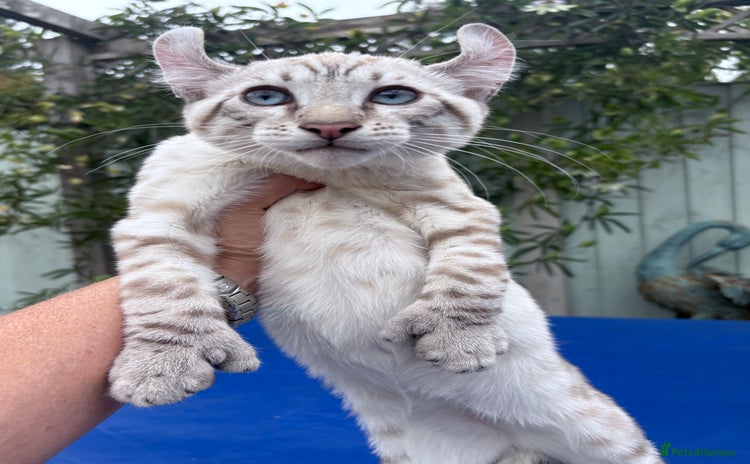 Keetso cats - Advert 4
