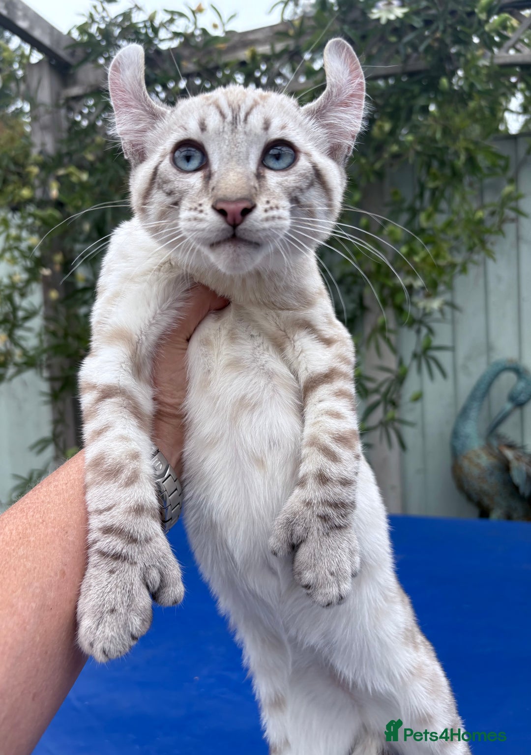 Keetso cats for sale: The best Keetso boy ever  - Image 1