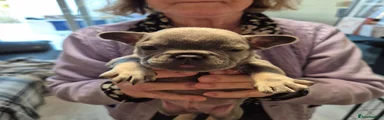French Bulldog Puppy 8