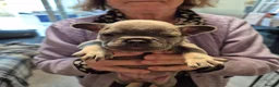French Bulldog dogs for sale: Male&Female Puppies - Advert 5