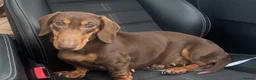 Dachshund dogs for sale:  Stunning KC REGISTERED dachshund puppy’s  in Bedford - Advert 4