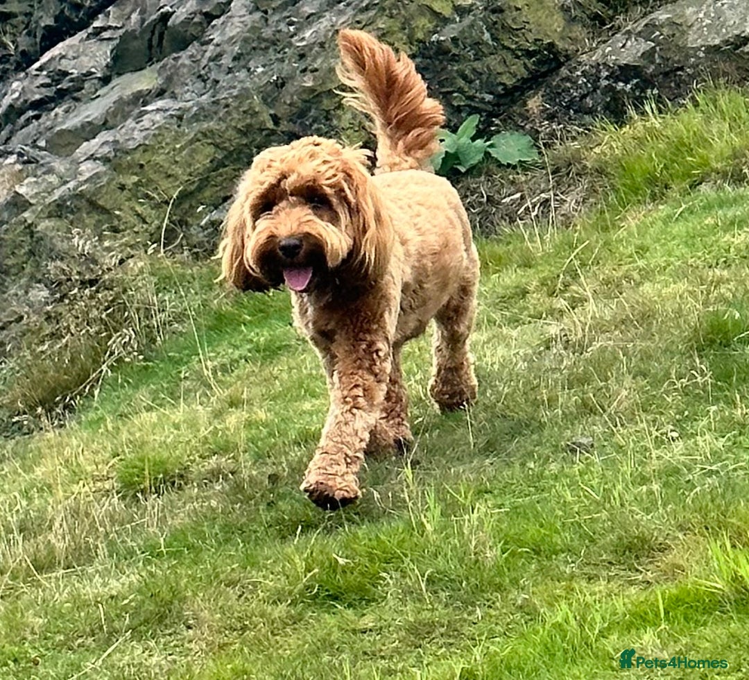 Cockapoo dogs for sale: Stunning F2 DNA health tested Cockapoo puppies  - Image 21