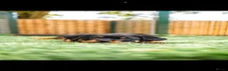 Rottweiler dogs for sale: 🐾 KC Registered Rottweiler Puppies for sale in Huddersfield - Advert 9