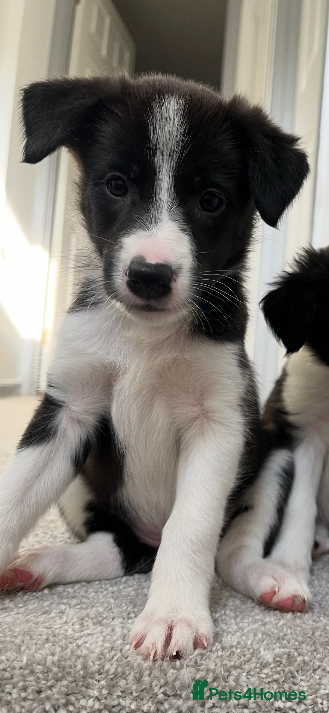 Mixed Breed dogs for sale: Collie Puppies for Sale - Image 6