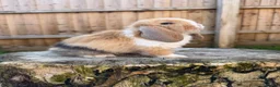 Mini Lop rabbits for sale: Mini lop Siblings  - Advert 8