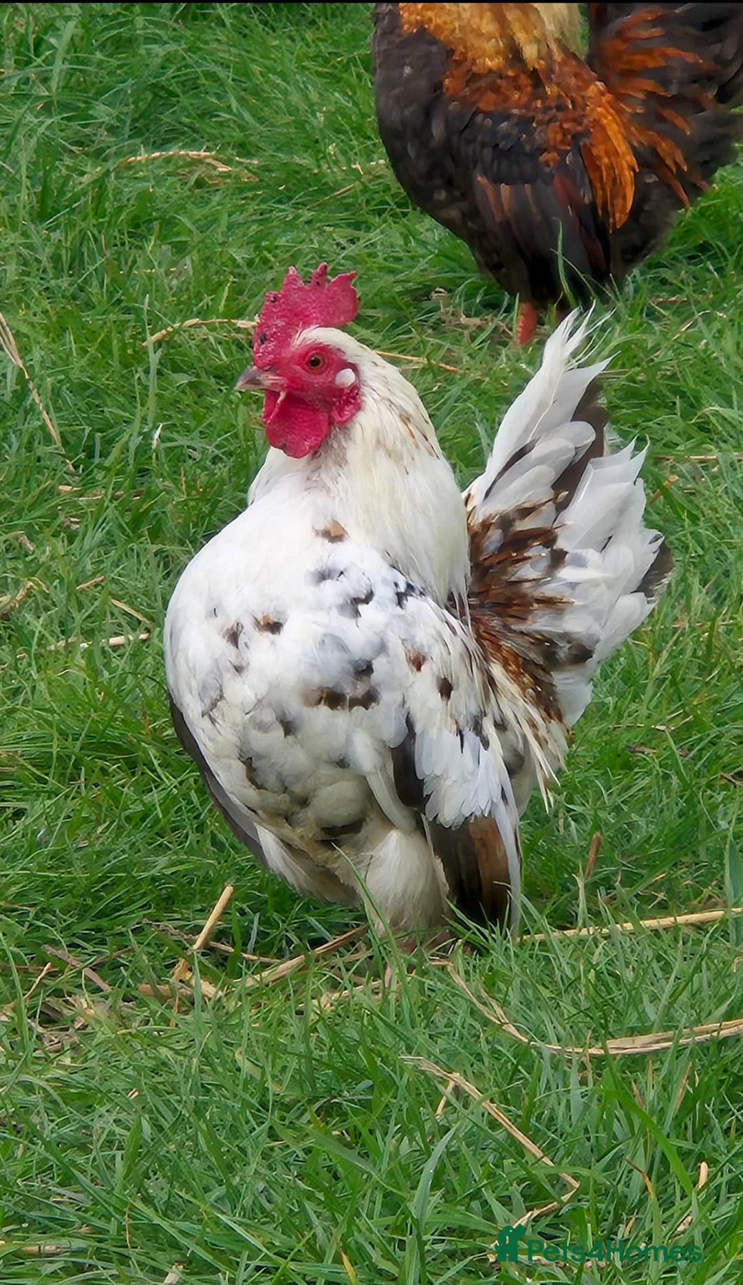 Chickens poultry for sale: Serama cockerels looking for new homes - Advert 2