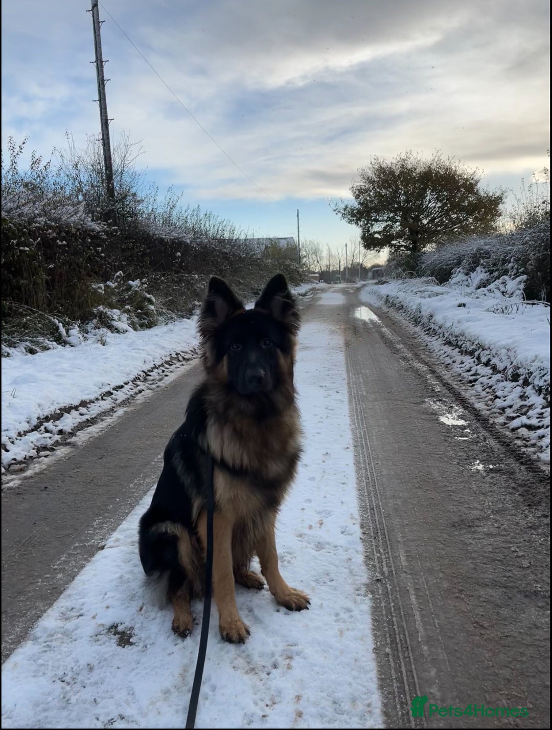 German Shepherd dogs for sale: 1 year old long haired male German shepherd  - Image 5