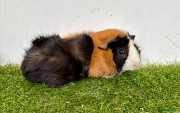 Guinea Pig rodents for sale: Super calm, friendly Guinea pig females  - Image 4