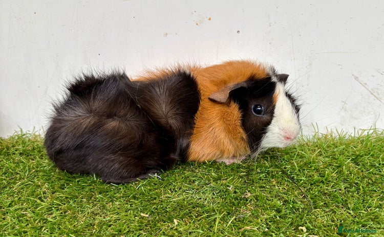 Guinea Pig rodents - Advert 11