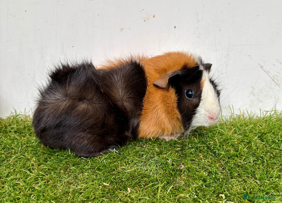 Guinea Pig rodents for sale: Super calm, friendly Guinea pig females  - Image 4