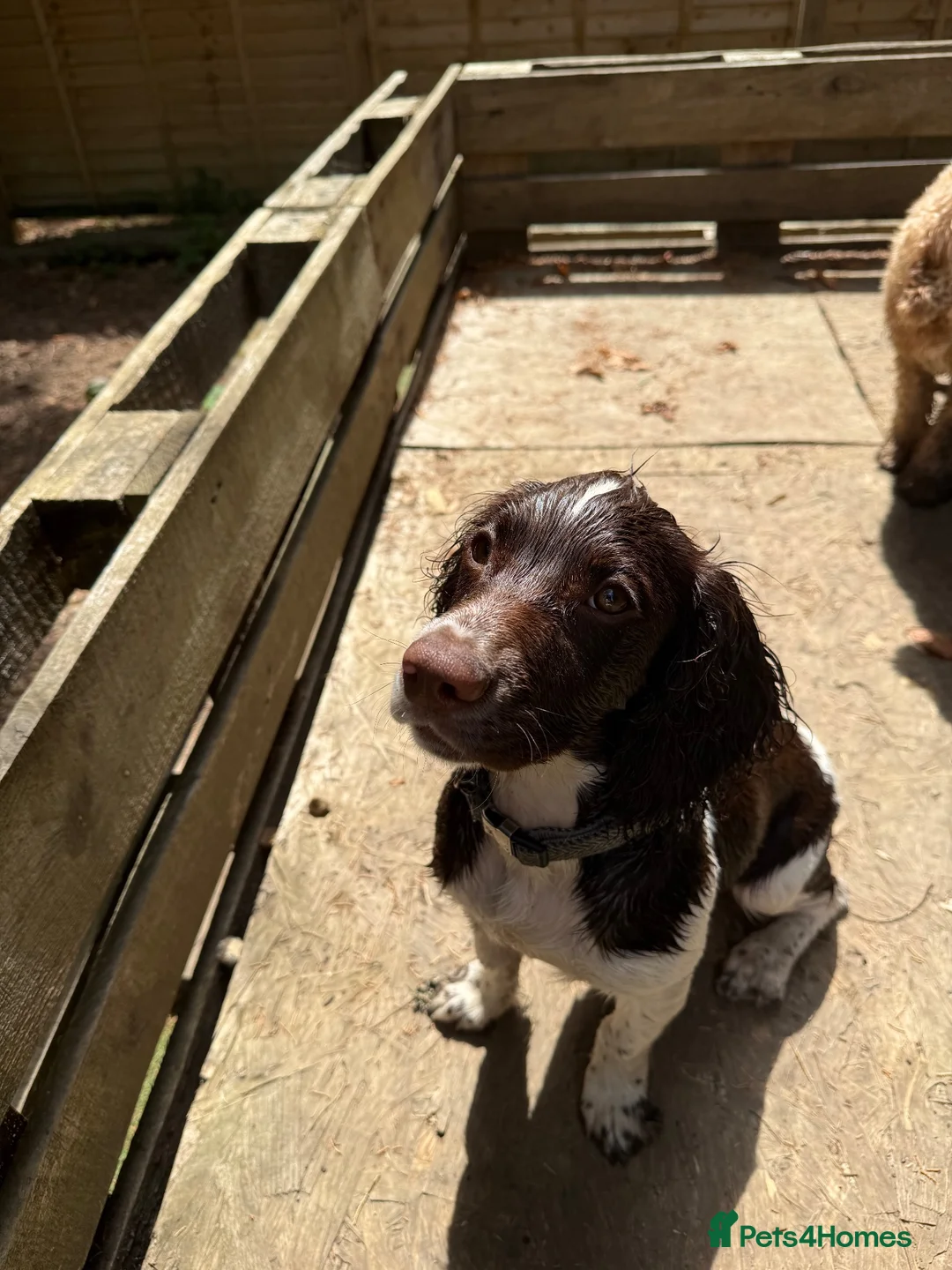 Cocker Spaniel dogs for sale: Beautiful Working Cocker Spaniel Boy - Advert 2