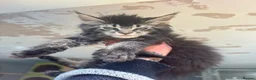 Maine Coon cats for sale: Russian Import Health Tested Loved Kittens - Advert 13