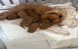 Cockapoo dogs for sale: Gorgeous Red Cockapoo Puppies  - Image 1